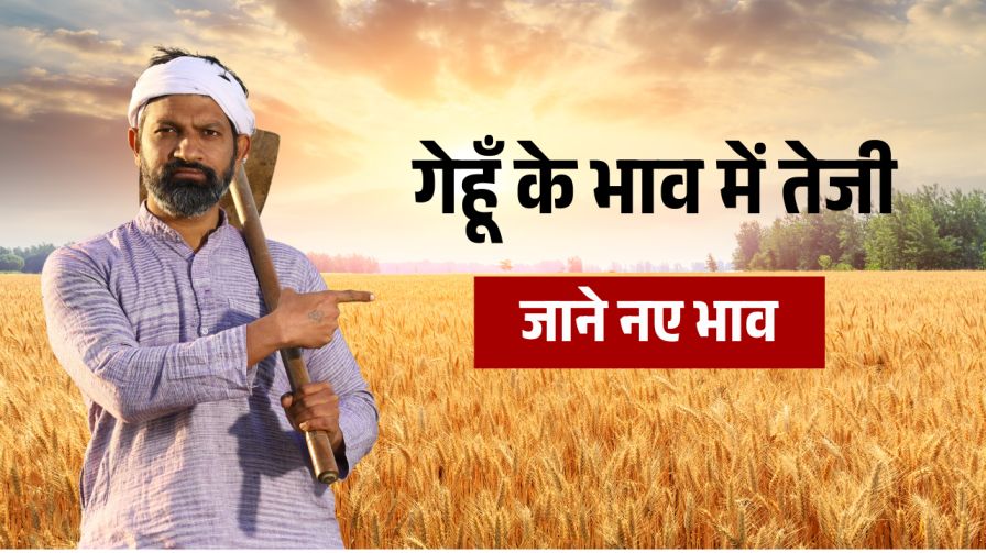 Gehu ka Bhav New update