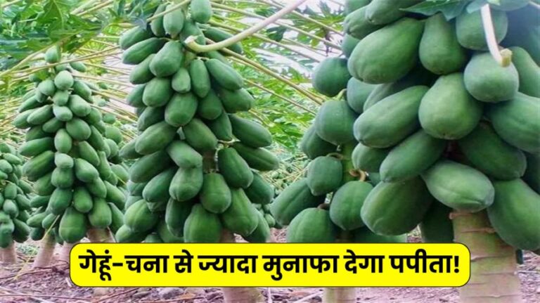 Papaya Cultivation Will Give Profit