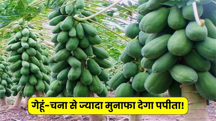 Papaya Cultivation Will Give Profit