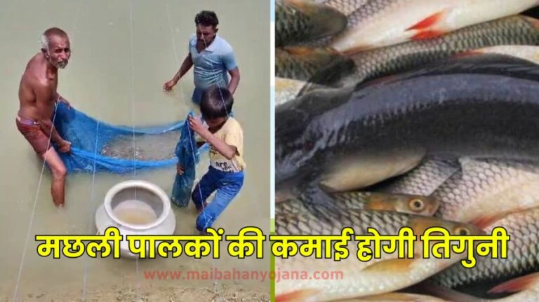 fish farming in pond