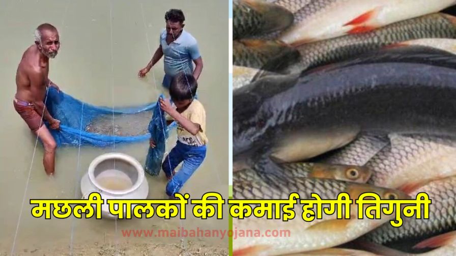 fish farming in pond